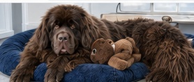 Zeke with toys